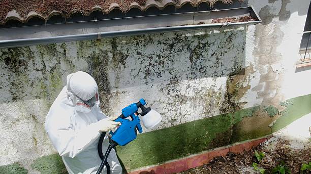 Top rated local Mold Remediation specialists in South Boston, MA